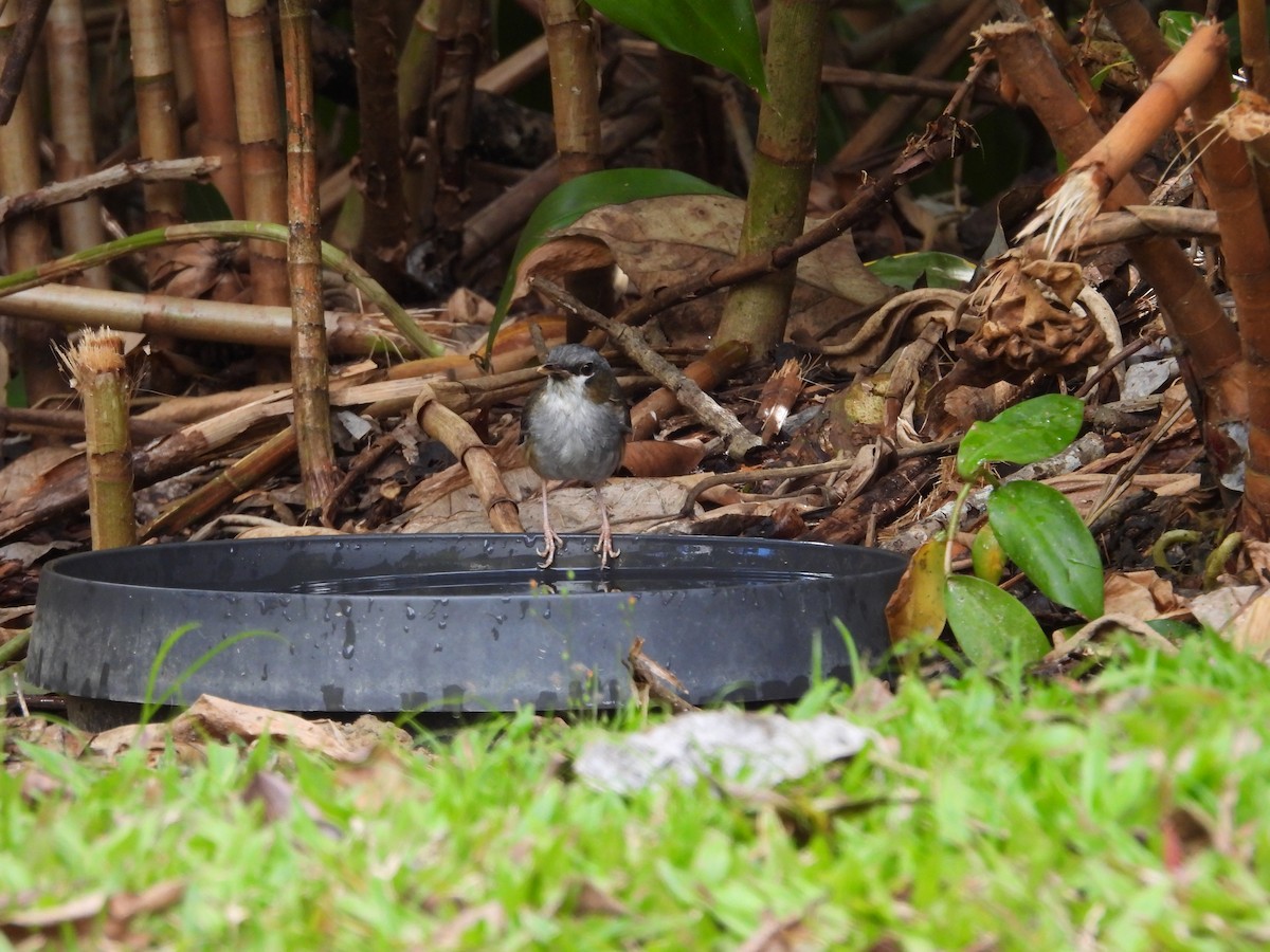 Gray-headed Robin - ML643217561