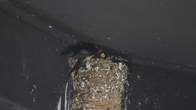Welcome Swallow - ML643217562
