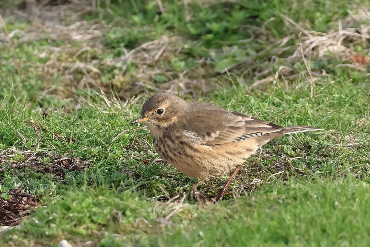 American Pipit - ML643217568