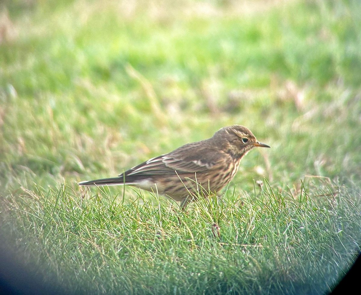 American Pipit - ML643217569
