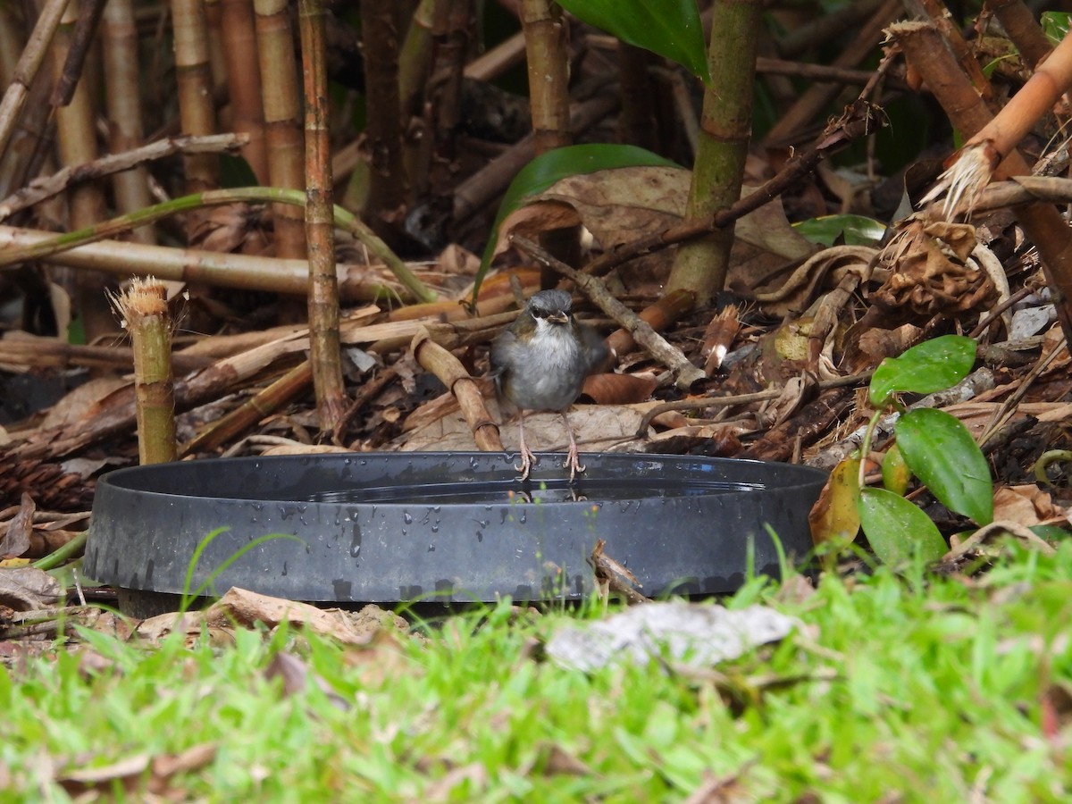Gray-headed Robin - ML643217570