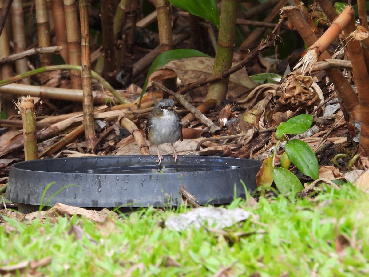 Gray-headed Robin - ML643217572