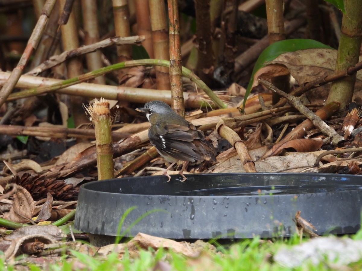 Gray-headed Robin - ML643217577