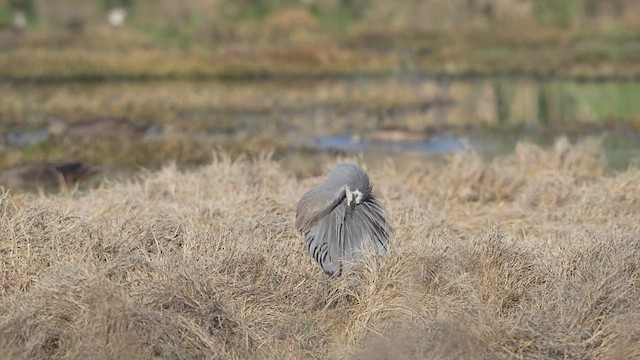 White-faced Heron - ML643217578