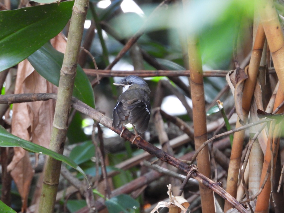 Gray-headed Robin - ML643217581
