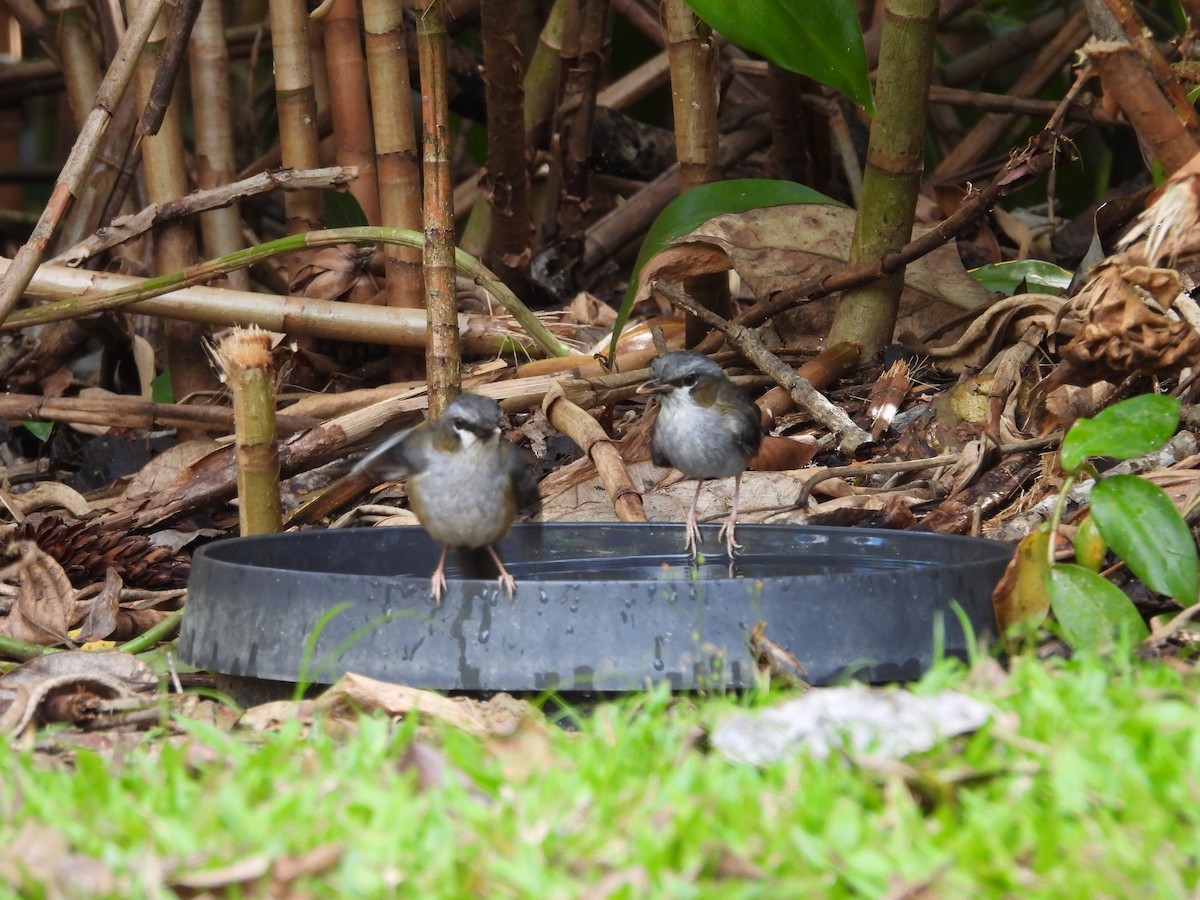 Gray-headed Robin - ML643217582