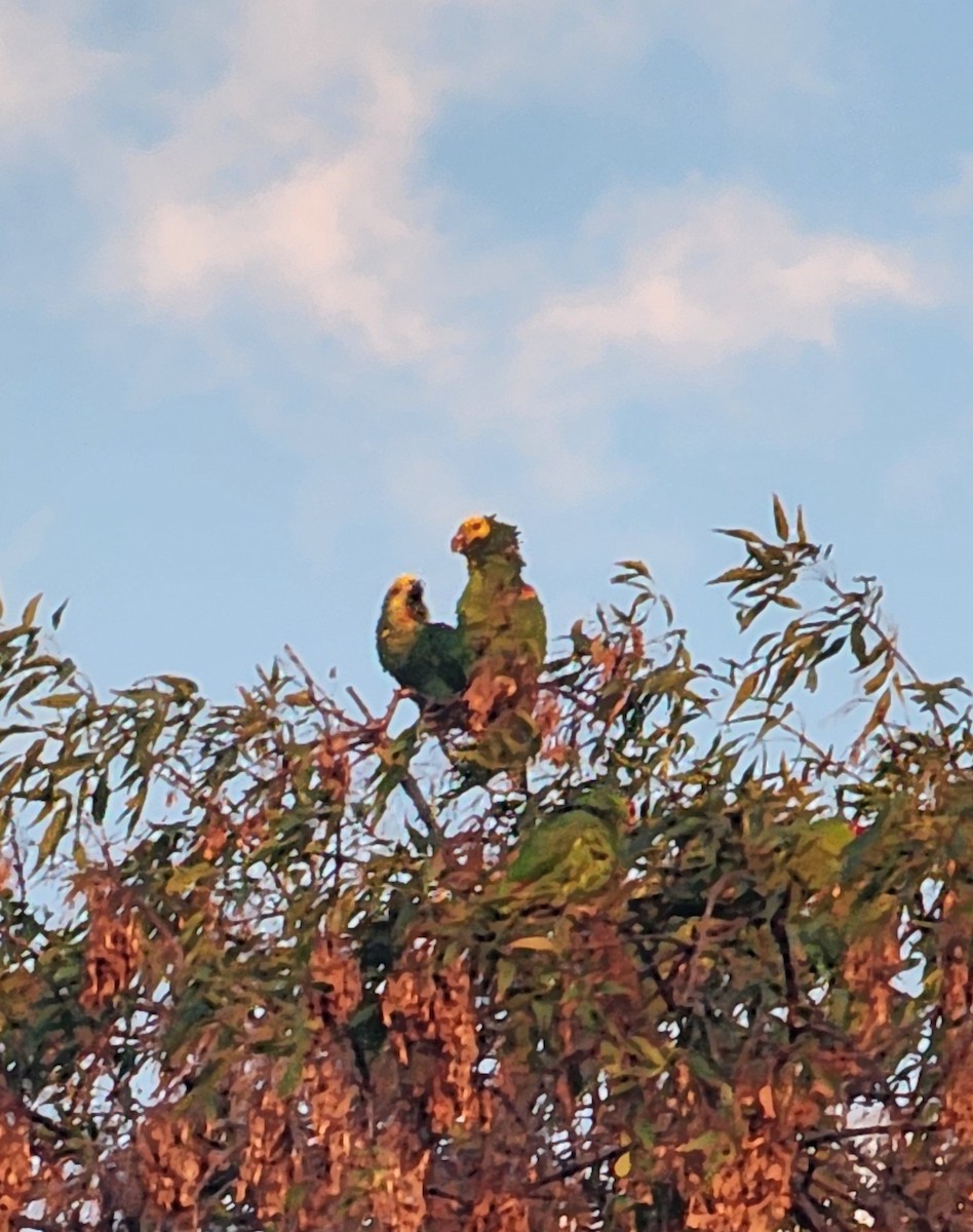 Yellow-headed Amazon - ML643217584