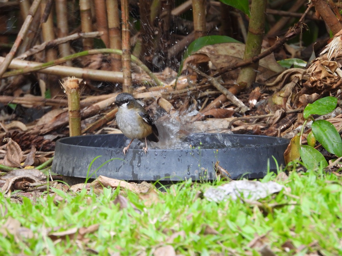 Gray-headed Robin - ML643217585