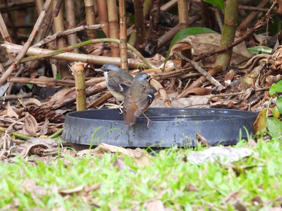 Gray-headed Robin - ML643217586