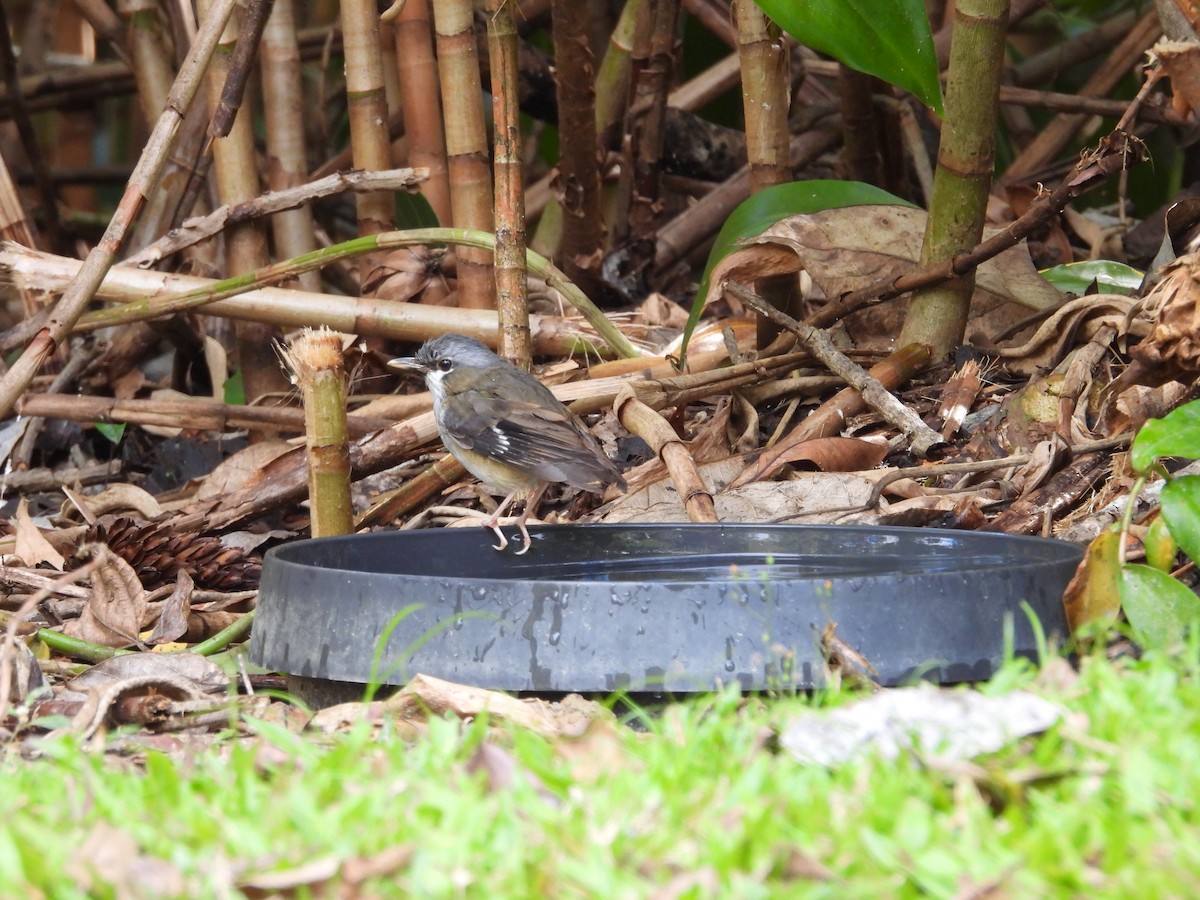 Gray-headed Robin - ML643217588