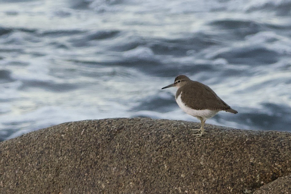 Common Sandpiper - ML643217589
