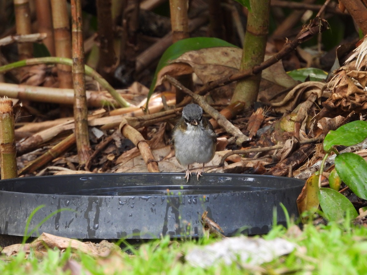 Gray-headed Robin - ML643217590