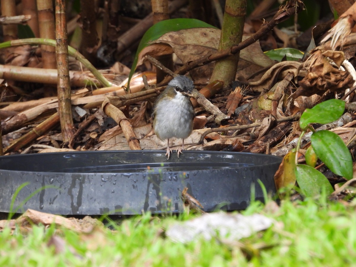 Gray-headed Robin - ML643217591