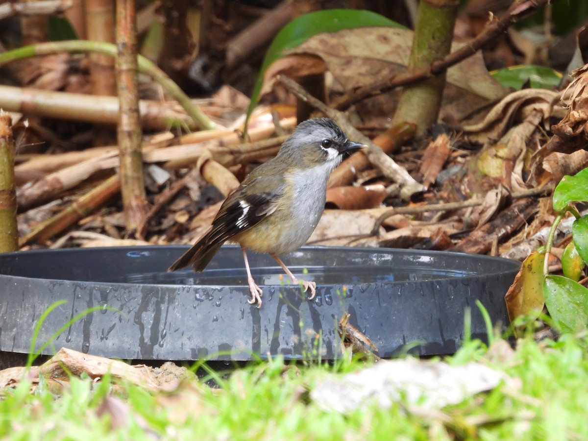 Gray-headed Robin - ML643217592