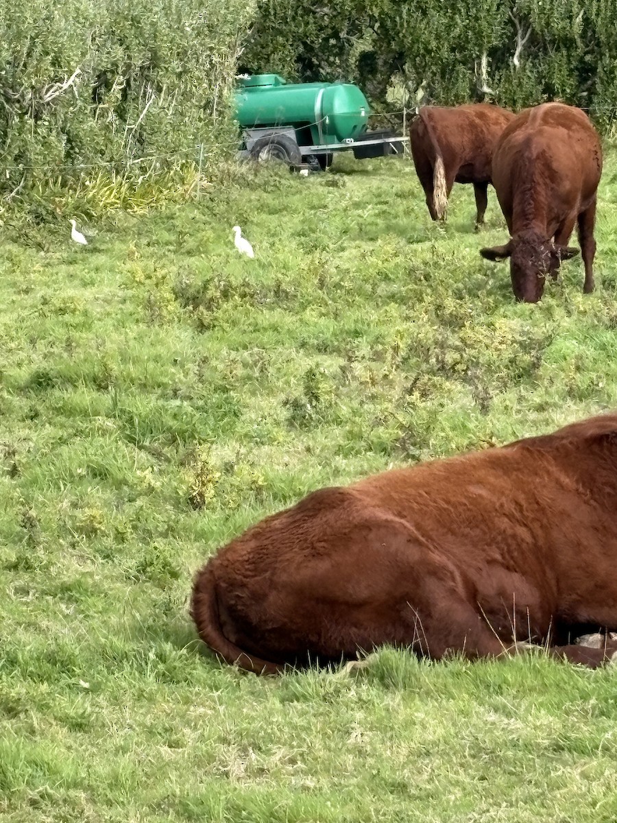 Western Cattle-Egret - ML643217594