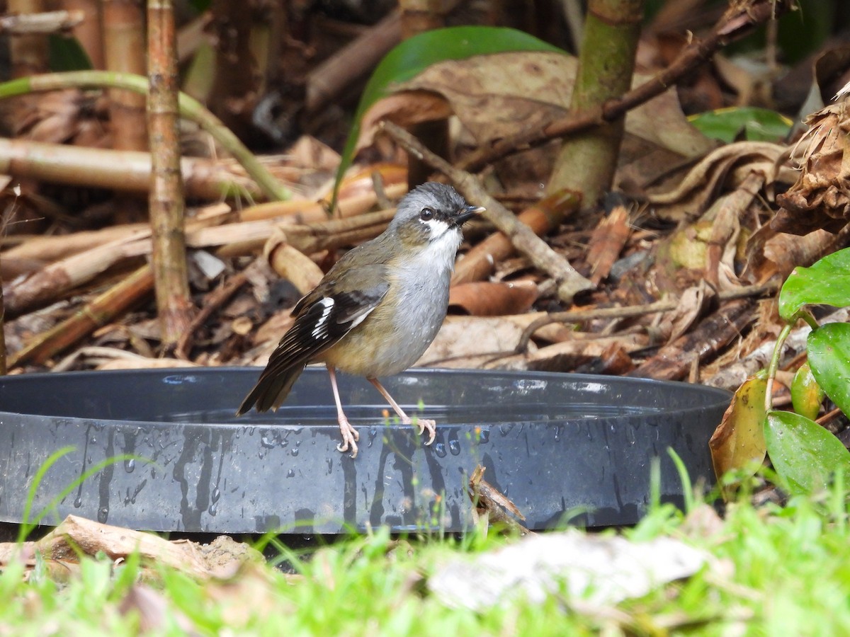 Gray-headed Robin - ML643217595