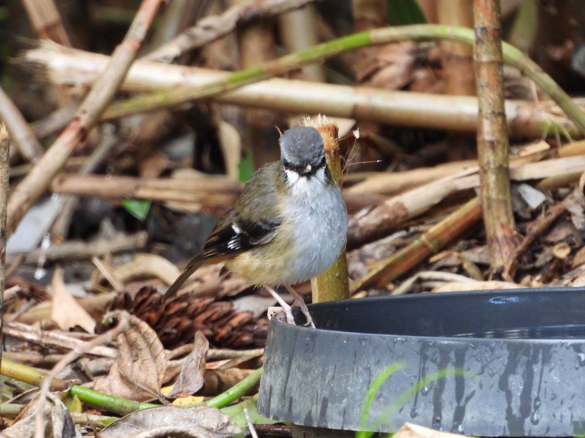 Gray-headed Robin - ML643217599