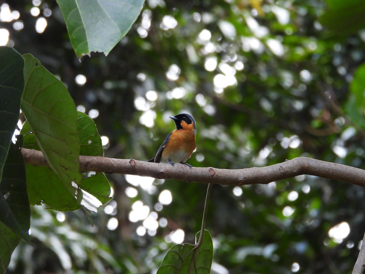 Australian Spectacled Monarch - ML643217602