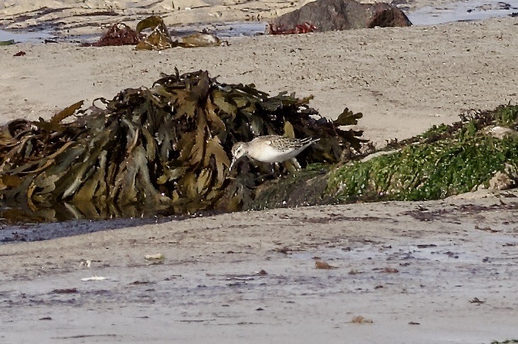 Curlew Sandpiper - ML643217605