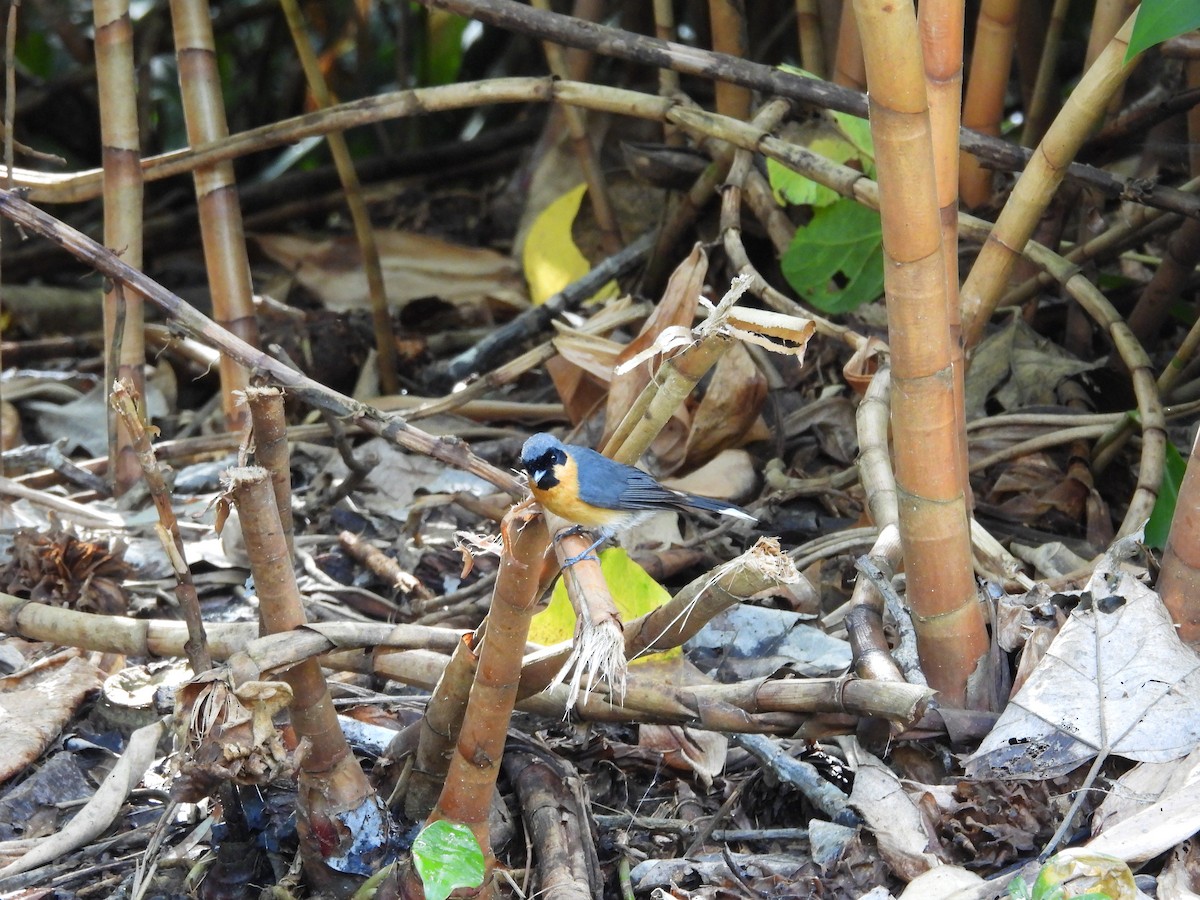 Australian Spectacled Monarch - ML643217606