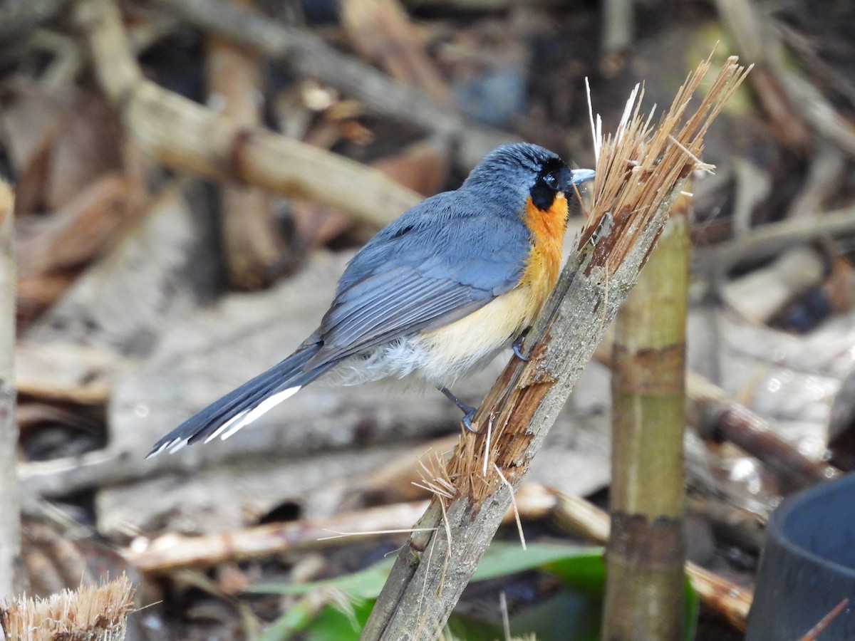 Australian Spectacled Monarch - ML643217607