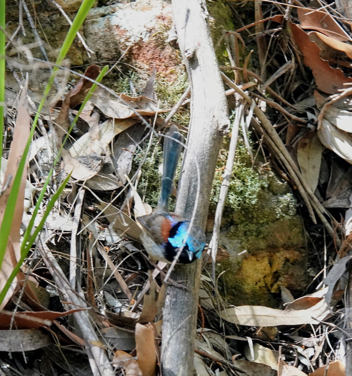 Variegated Fairywren - ML643217608