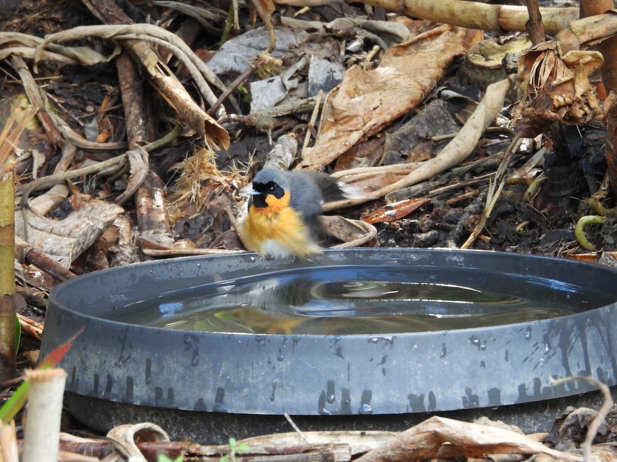 Australian Spectacled Monarch - ML643217609