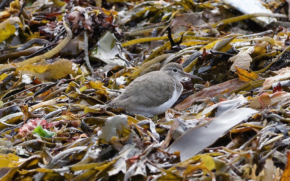 Spotted Sandpiper - ML643217610