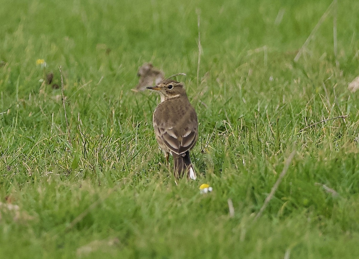 American Pipit - ML643217611
