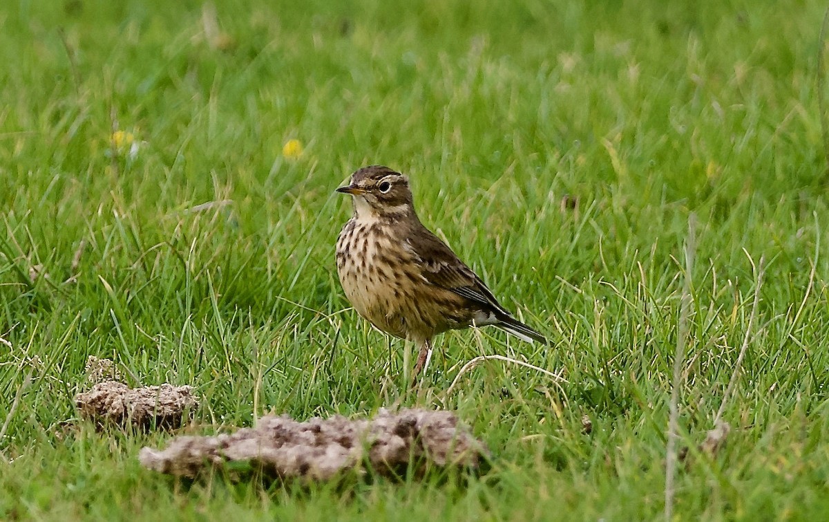 American Pipit - ML643217612