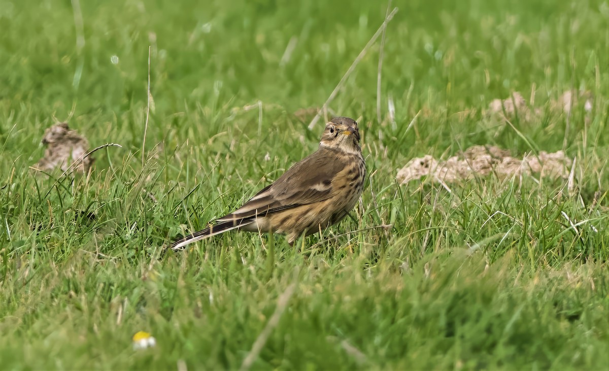 American Pipit - ML643217613