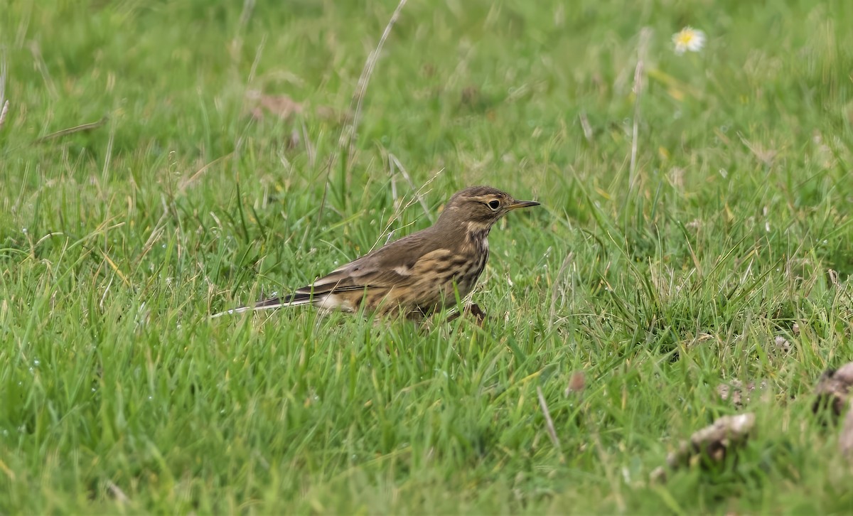American Pipit - ML643217614