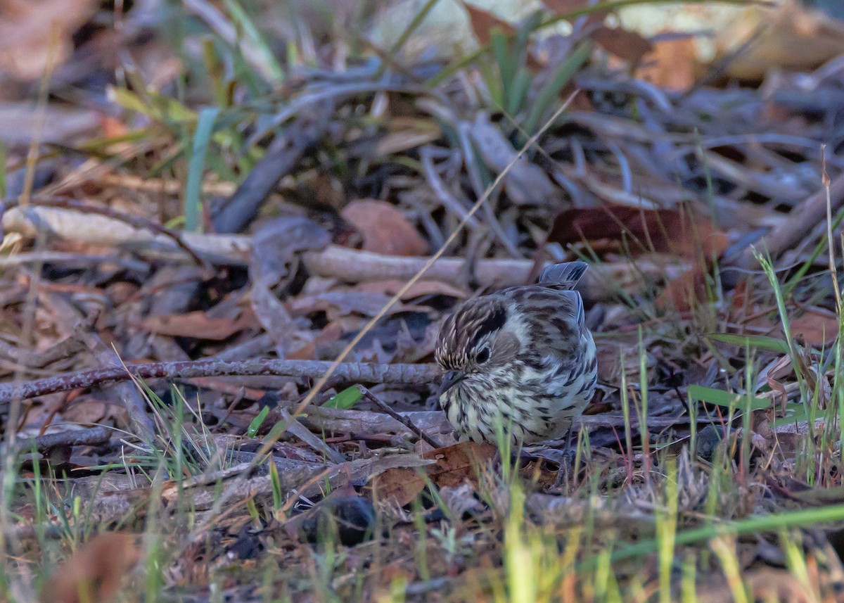 Speckled Warbler - ML643217615