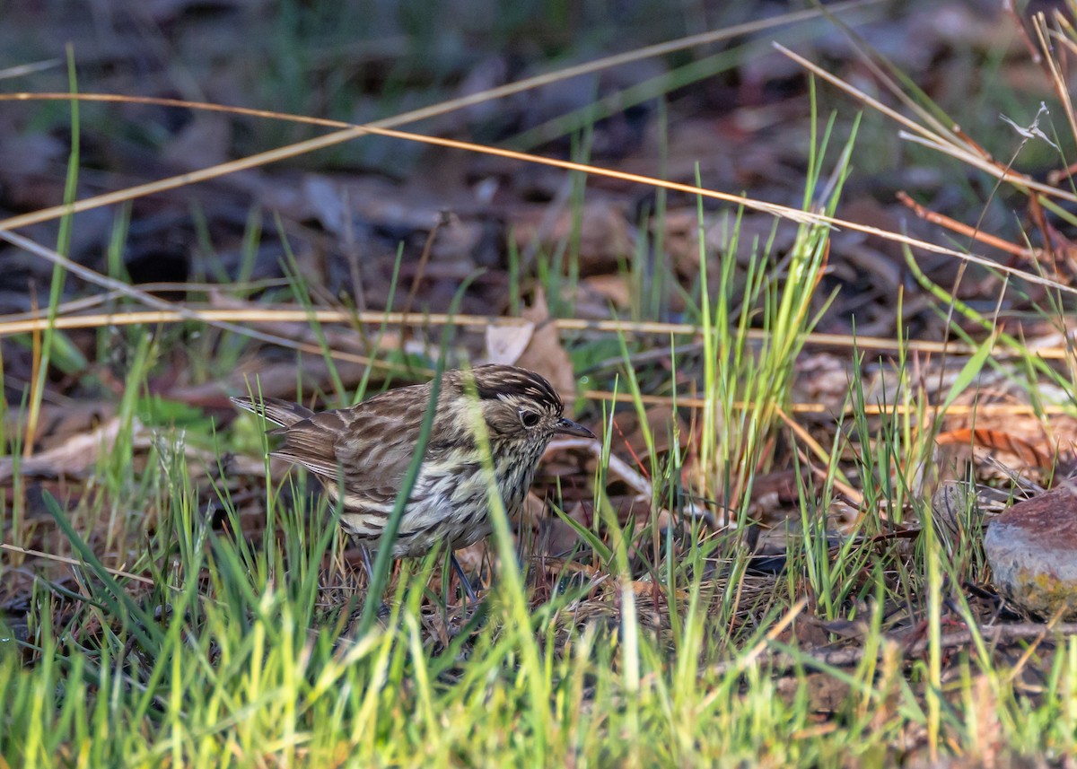 Speckled Warbler - ML643217616