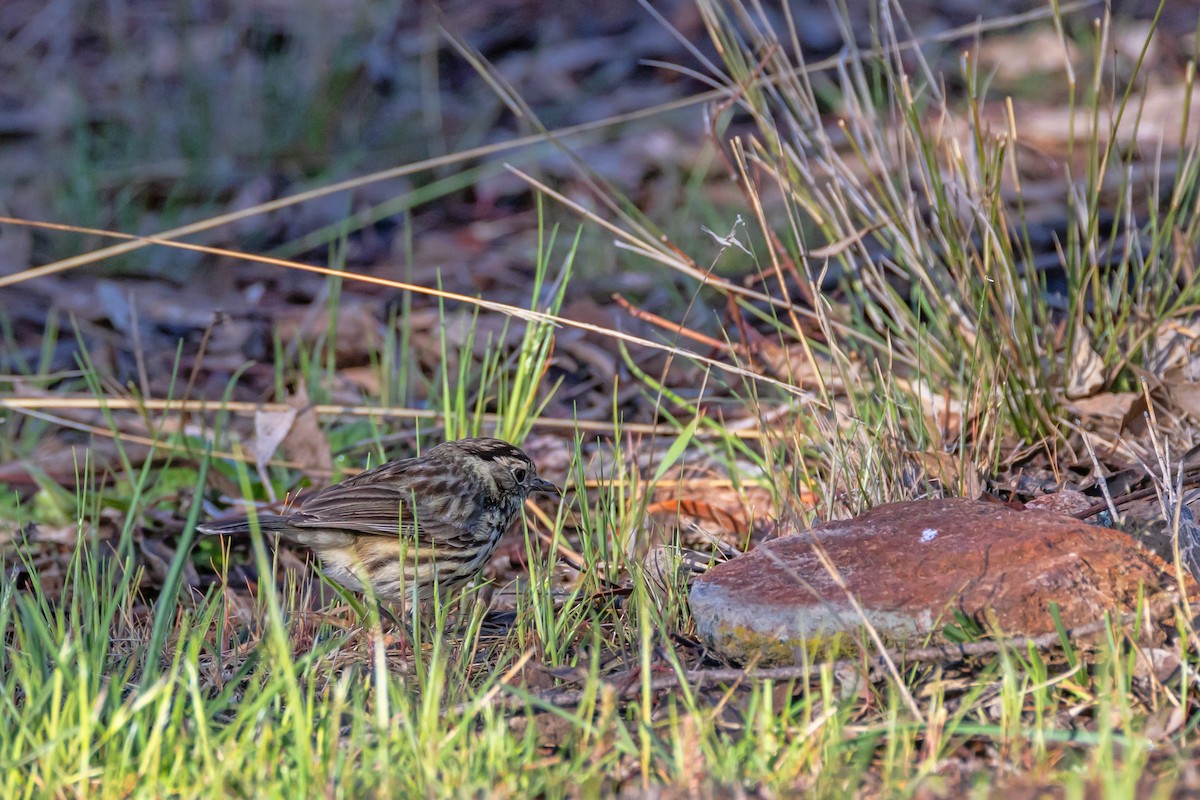 Speckled Warbler - ML643217617