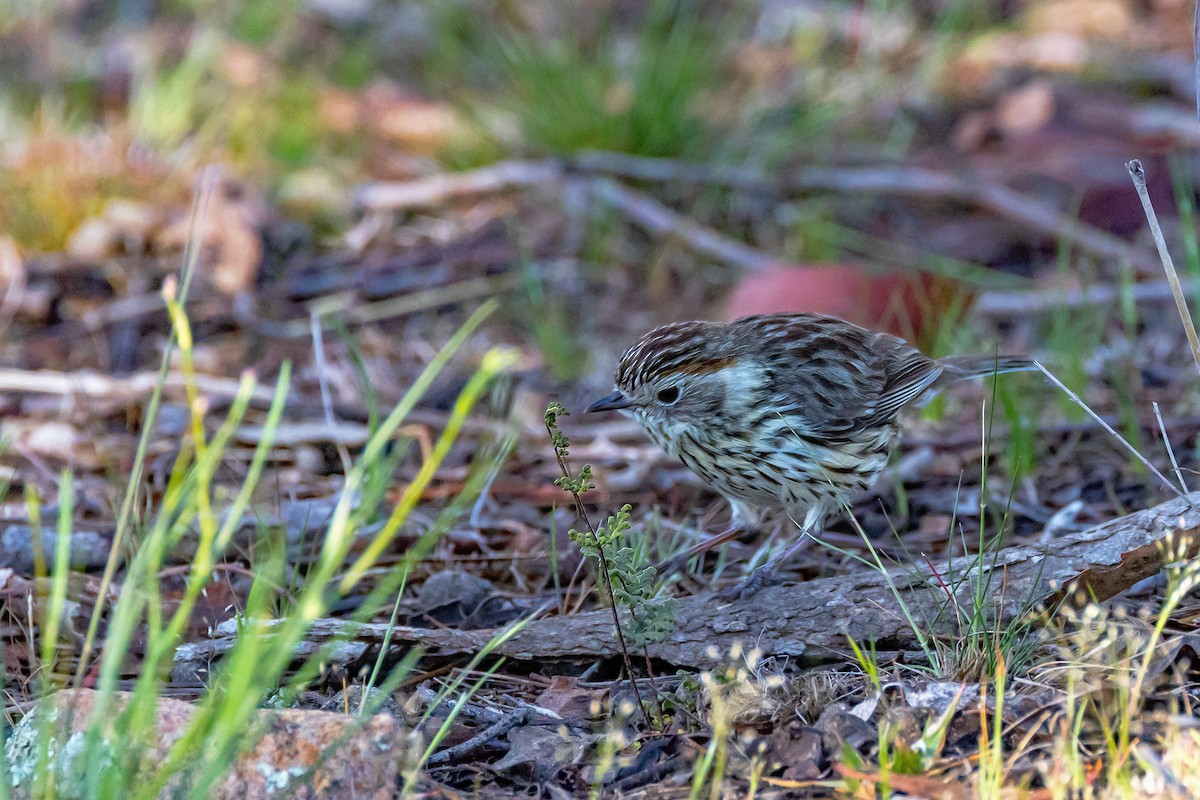 Speckled Warbler - ML643217618