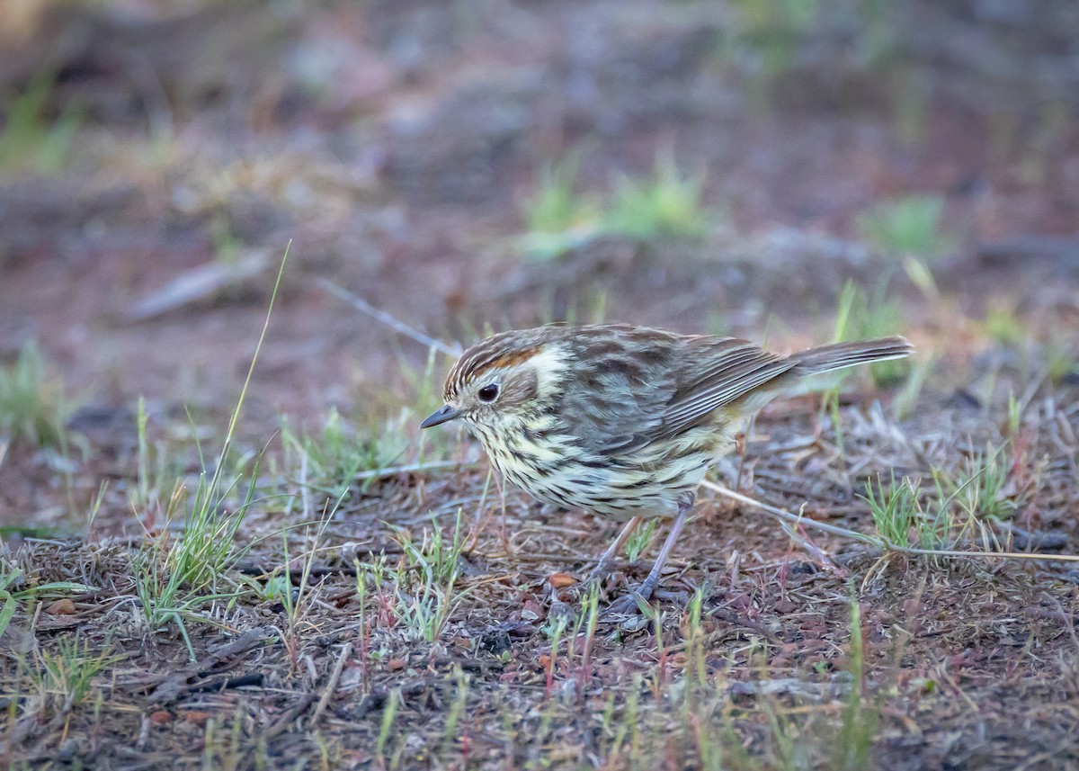 Speckled Warbler - ML643217619