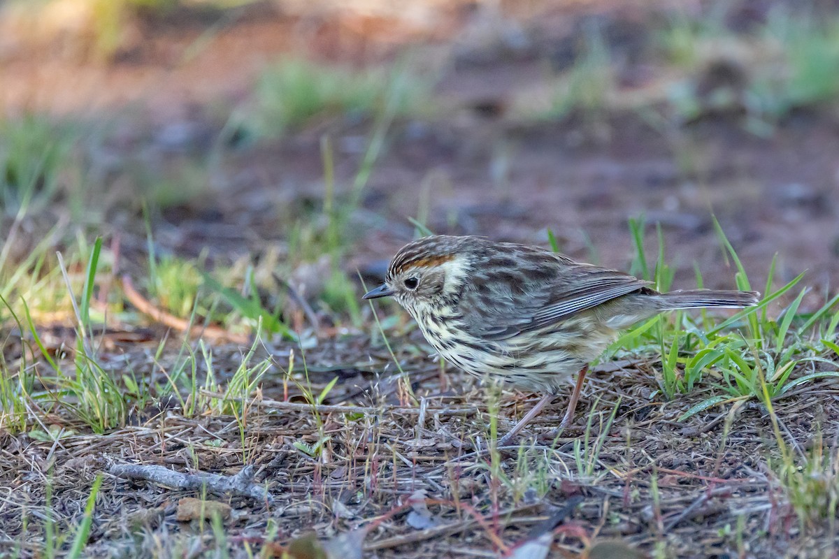 Speckled Warbler - ML643217620