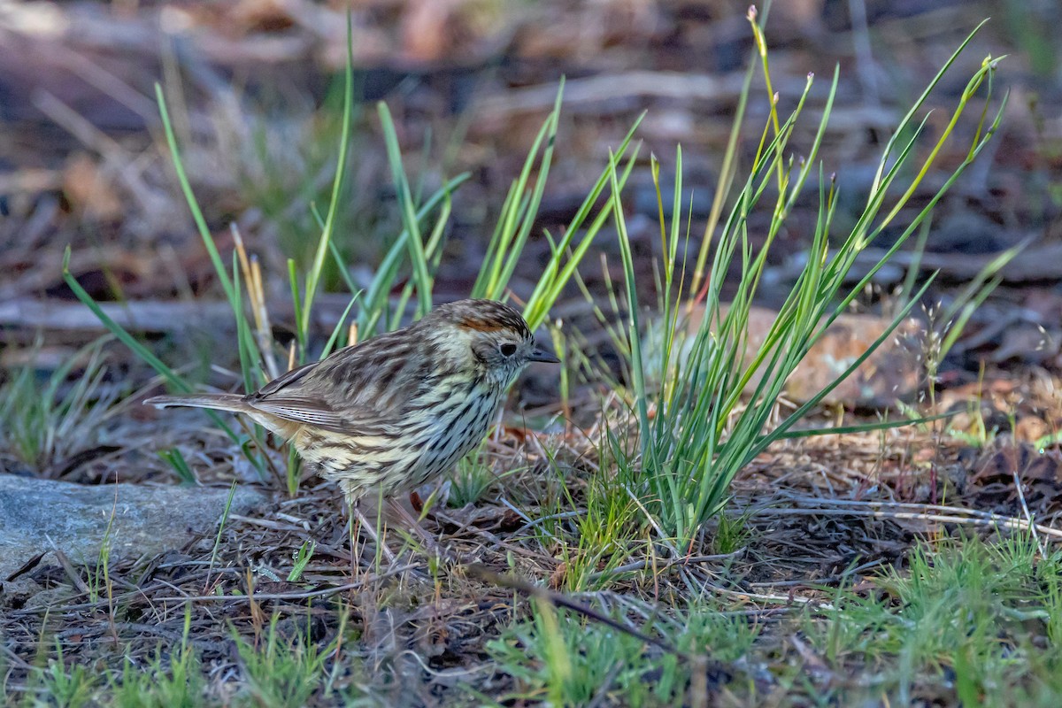 Speckled Warbler - ML643217621