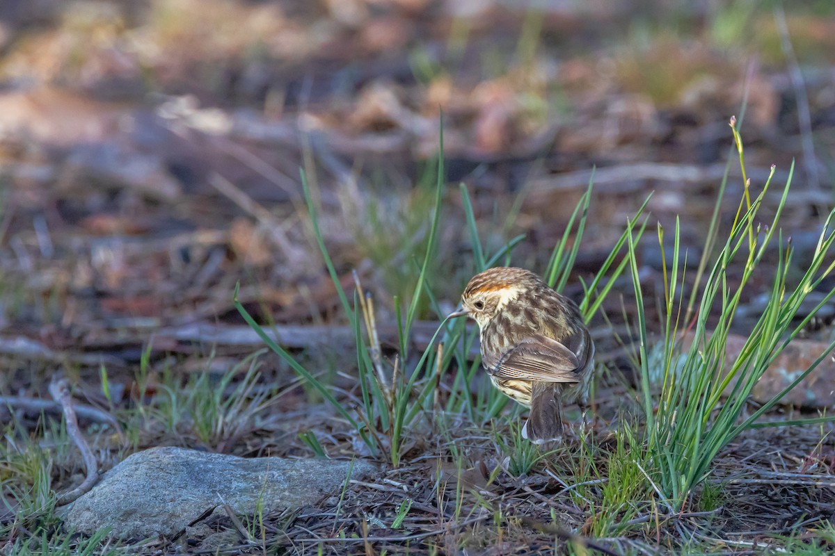 Speckled Warbler - ML643217622