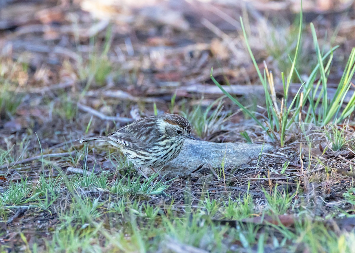 Speckled Warbler - ML643217623