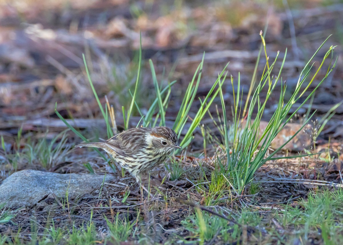 Speckled Warbler - ML643217624