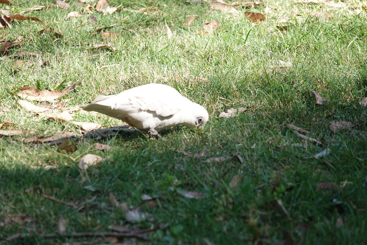 Little Corella - ML643217641