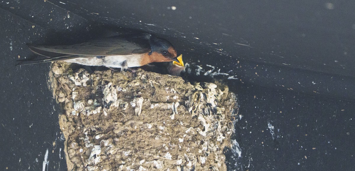 Welcome Swallow - ML643217642