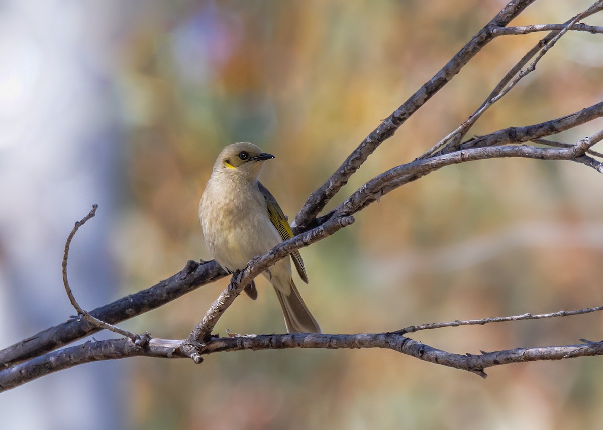 Fuscous Honeyeater - ML643217647