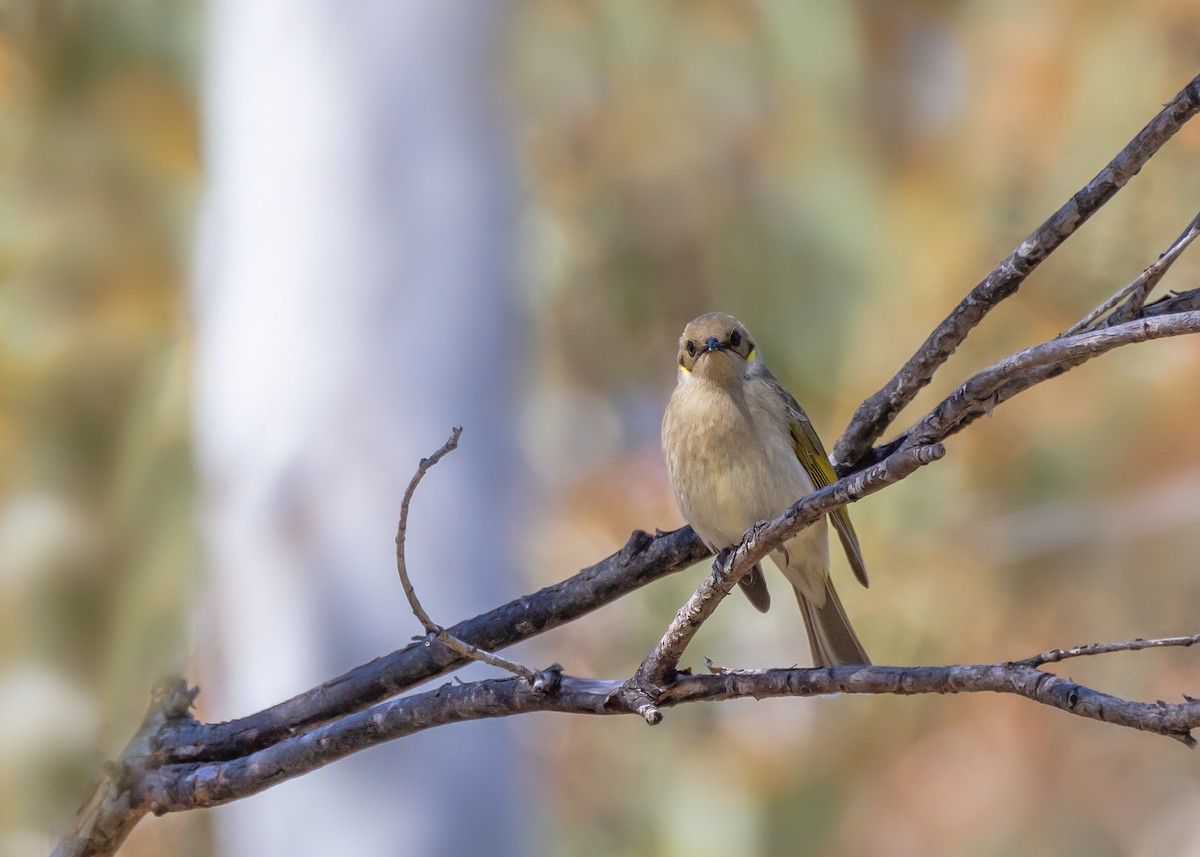 Fuscous Honeyeater - ML643217648