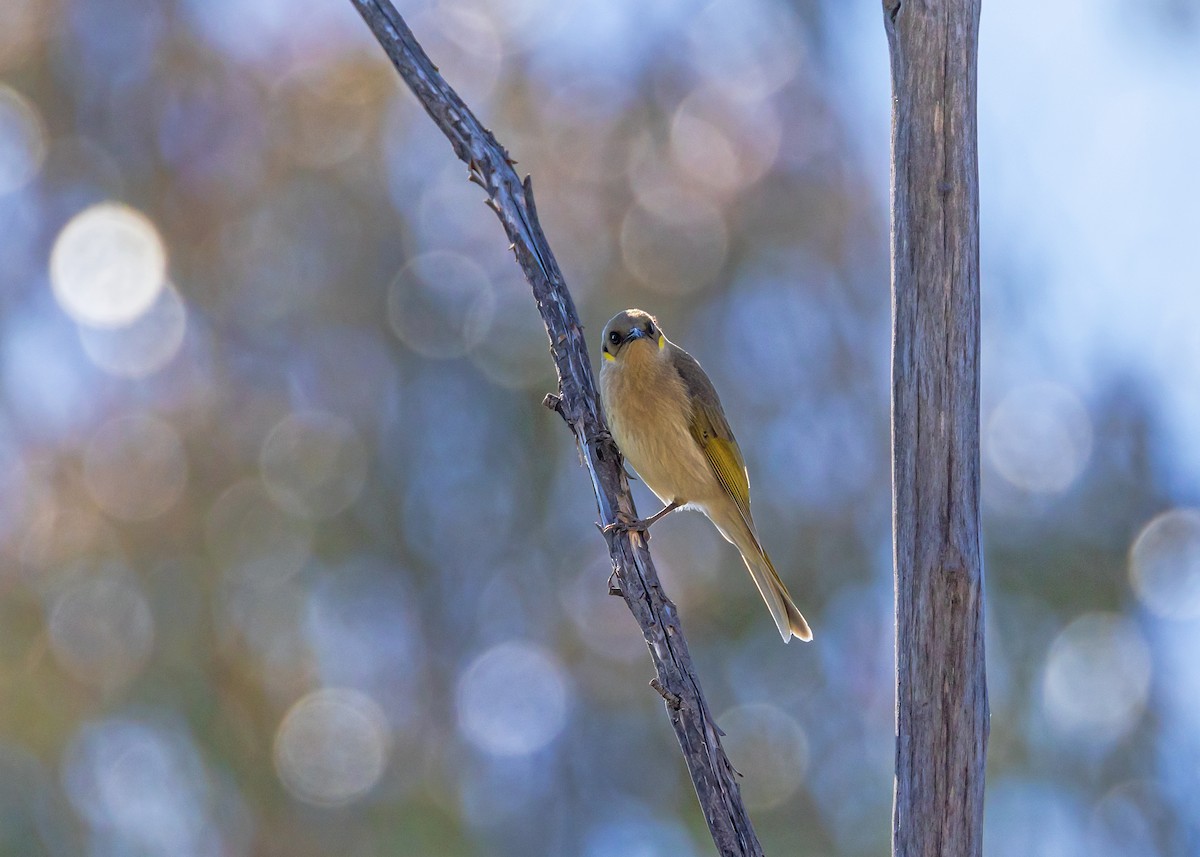 Fuscous Honeyeater - ML643217650
