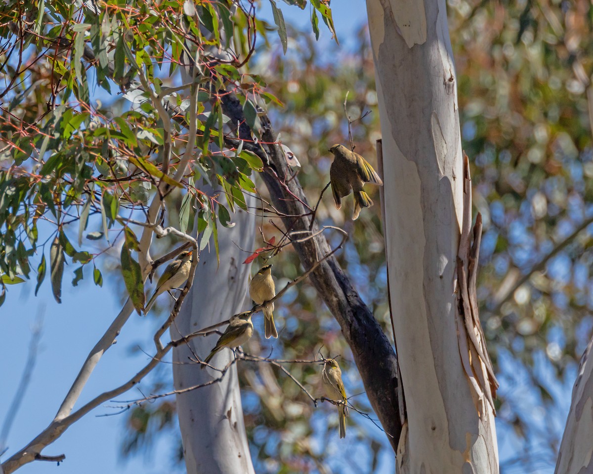 Fuscous Honeyeater - ML643217651