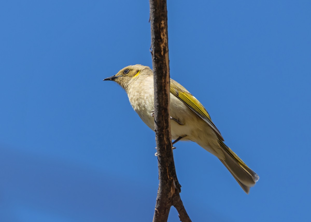 Fuscous Honeyeater - ML643217652