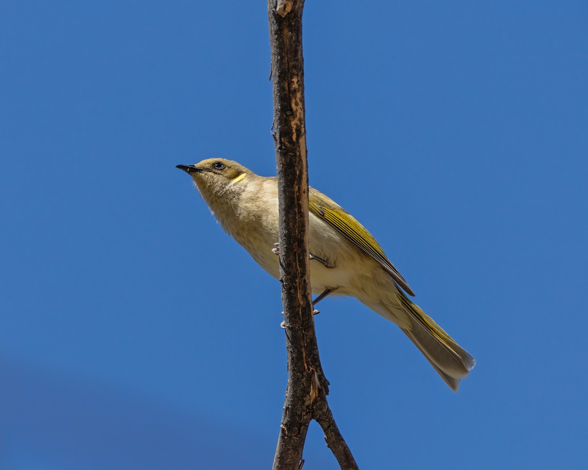 Fuscous Honeyeater - ML643217653
